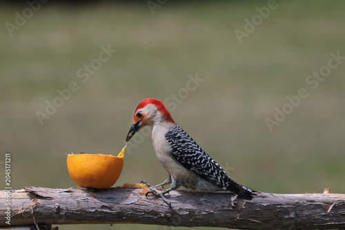Red Bellied male woodpecker stealing Baltimore Oriole food jamming his beak full of orange pulp