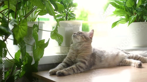  A grey cat lies on a table and looks around surrounded by home flowers