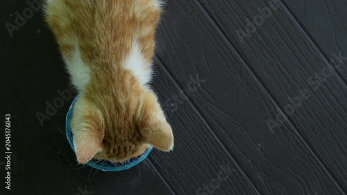 mammal street cat feeding at garden