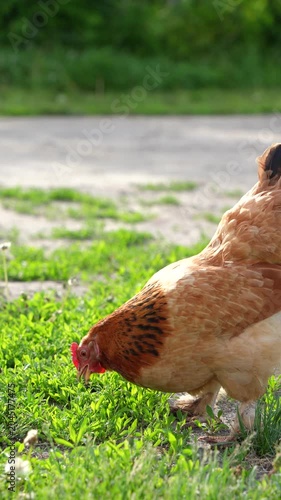 The chicken grazes the green grass