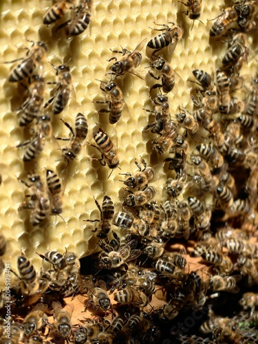 Cluster of honey bees on a honeycomb frame. Bees densely packed together on wax cells, working, resting, or protecting the hive. Natural beekeeping scene showing social insect behavior and colony 