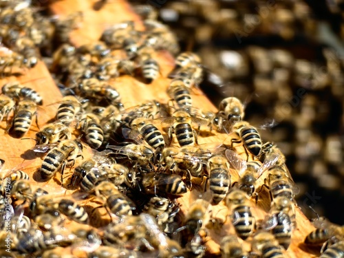 Cluster of honey bees on a honeycomb frame. Bees densely packed together on wax cells, working, resting, or protecting the hive. Natural beekeeping scene showing social insect behavior and colony 
