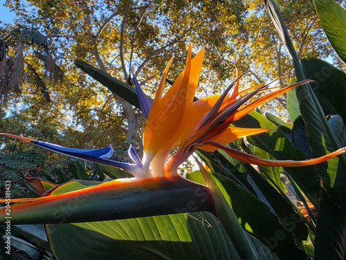 Vibrant Orange Bird of Paradise Flower Strelitzia reginae in Tropical Garden - Malaga, Spain