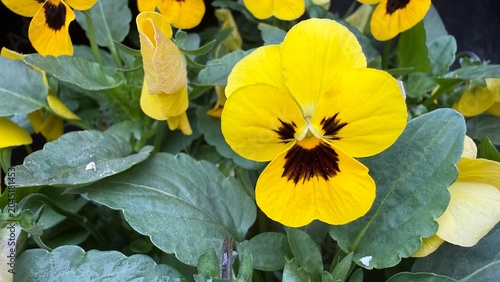 Flor de Amor perfeito de jardim amarela, viola x wittrockiana