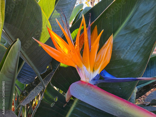Vibrant Orange Bird of Paradise Flower Strelitzia reginae in Tropical Garden - Malaga, Spain