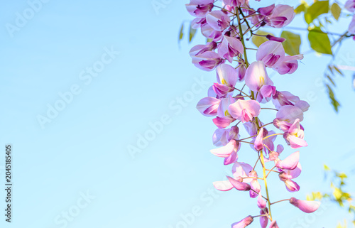 紅藤の花
