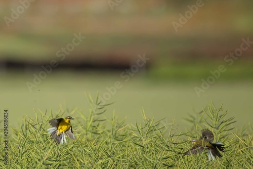 Canvastavla Yellow wagtails in territorial dispute over cultivated crop field
