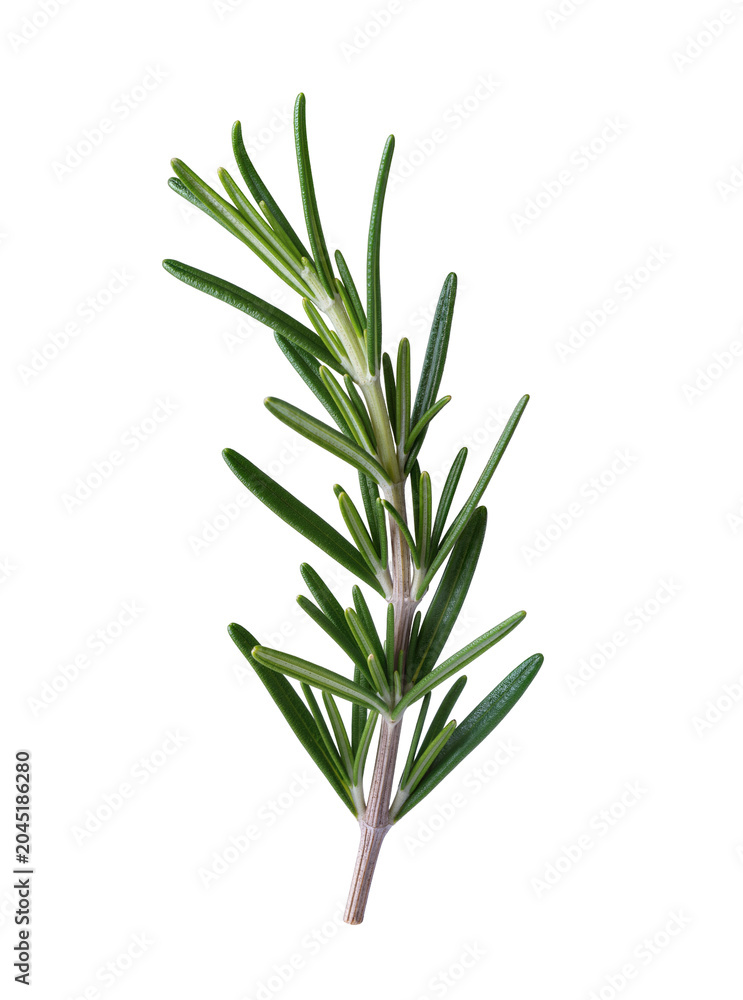 Obraz premium Isolated vibrant green rosemary sprig essential culinary herb ingredient for gourmet cooking