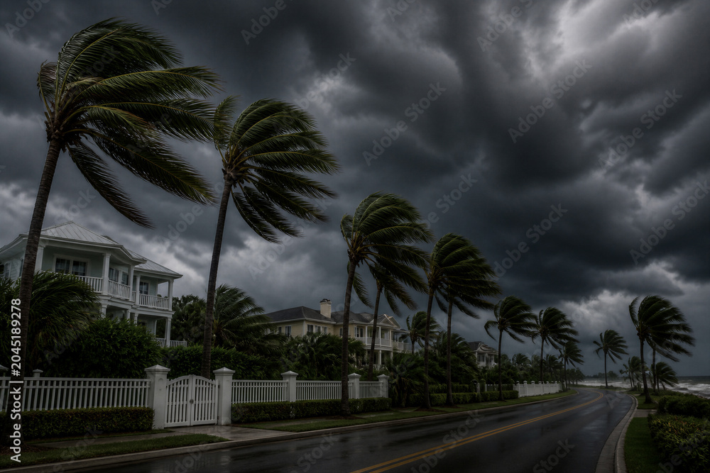 Fototapeta premium Coastal road with palm trees bending under stormy clouds