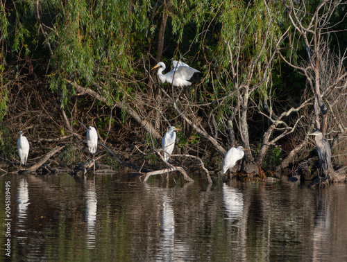  A Seige of Great Egrets