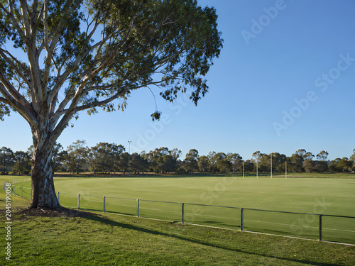 Tree Beside Australian Football Oval