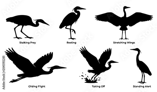 Valokuva Heron silhouette vector set featuring realistic water bird poses for wildlife de
