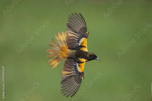 Female Baltimore oriole in flight above lawn