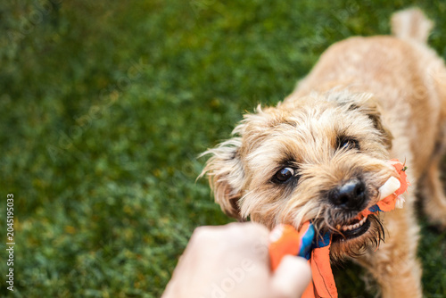 Obraz na płótnie Border terrier playing tug of war with human and rope toy on grass