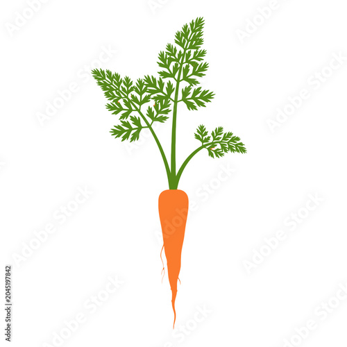 Fresh Carrot with Green Leaves Isolated on White Background 1.