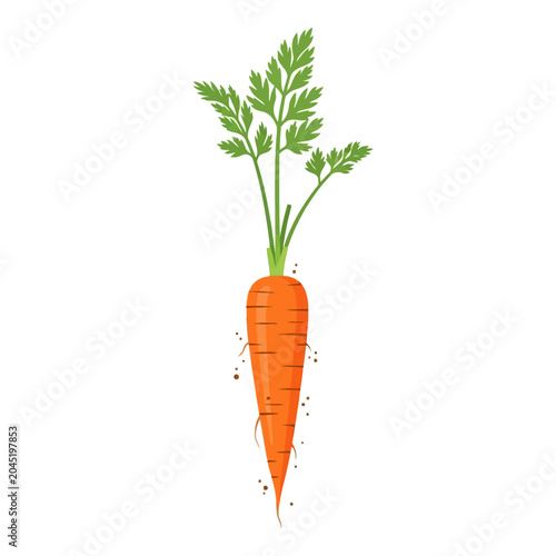 Fresh Carrot with Green Leaves and Root.