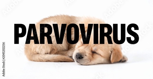 A vulnerable puppy sleeps curled up, displaying the word PARVOVIRUS prominently, conveying a sense of concern and illness.