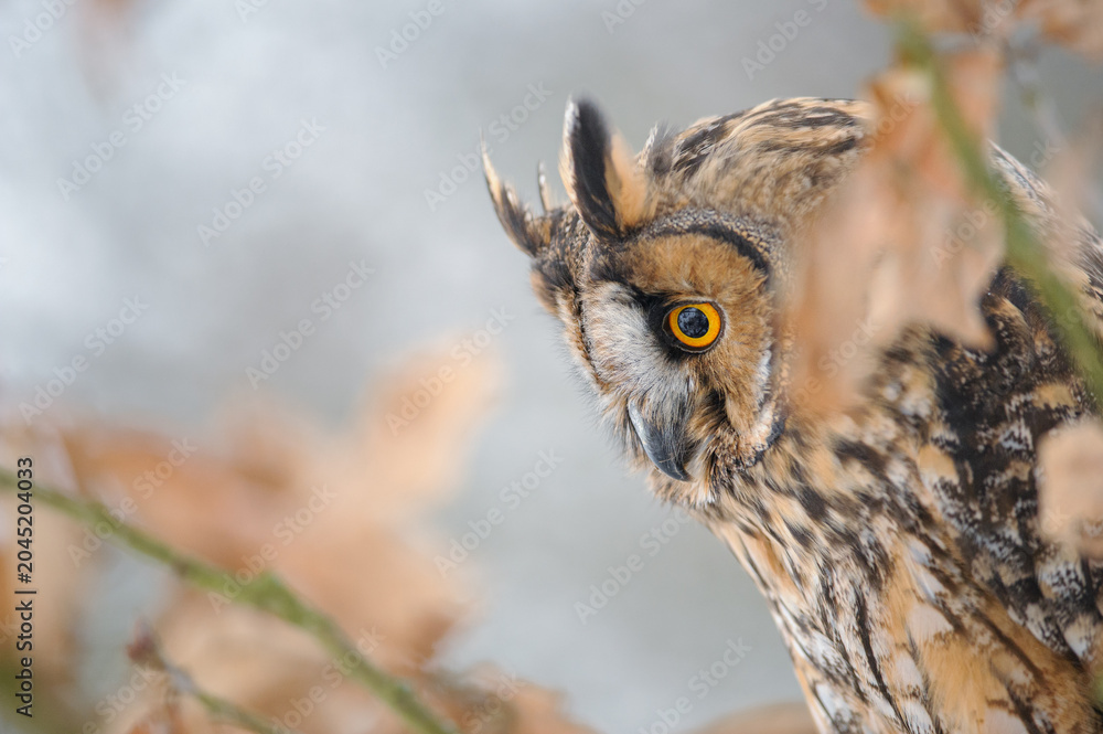 Fototapeta premium Close-Up Of A Long-Eared Owl Perched In Autumn Forest Among Brown Leaves