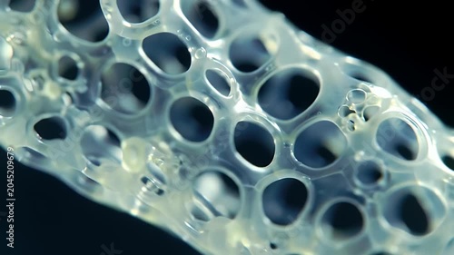 Glass sponge detail.