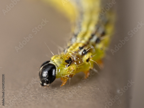Close-up marco of a living caterpillar before it regenerates into a butterfly. Caterpillar has big black looking eyes
