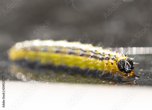 Close-up marco of a living caterpillar before it regenerates into a butterfly. Caterpillar has big black looking eyes