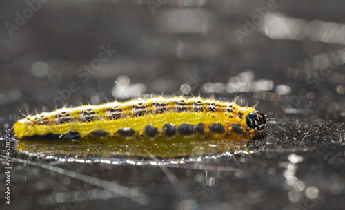 A macro close-up of a green caterpillar  reflecting off a wet glass table
