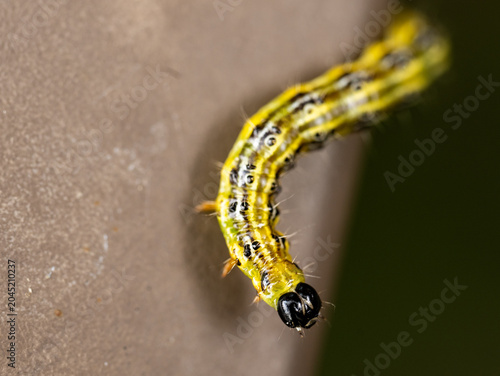 Close-up marco of a living caterpillar before it regenerates into a butterfly. Caterpillar has big black looking eyes