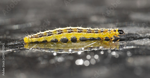 A macro close-up of a green caterpillar  reflecting off a wet glass table