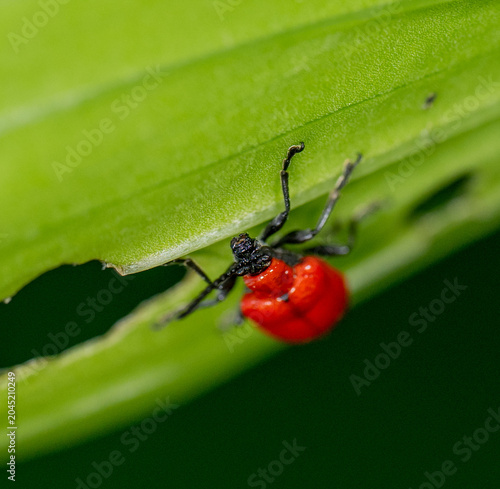 scarlet lily beetle, red lily beetle, or lily leaf beetle on a green plant eating the leaf - pest invasive 
