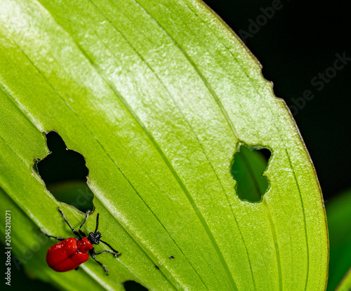 scarlet lily beetle, red lily beetle, or lily leaf beetle on a green plant eating the leaf - pest invasive 