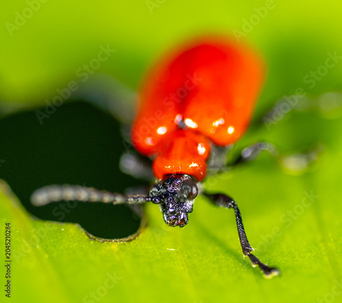 scarlet lily beetle, red lily beetle, or lily leaf beetle on a green plant eating the leaf - pest invasive 