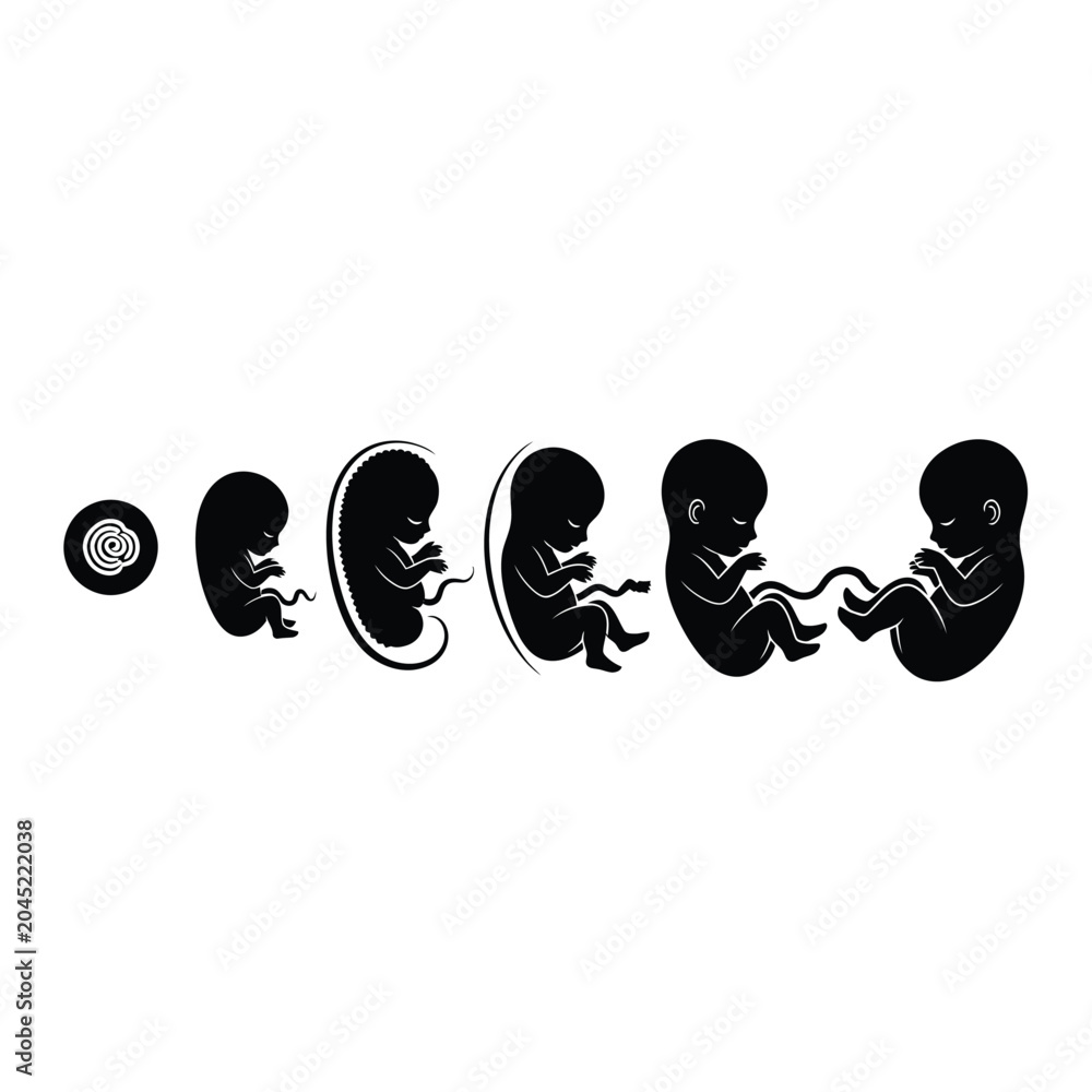Foto Fetal Development Stages