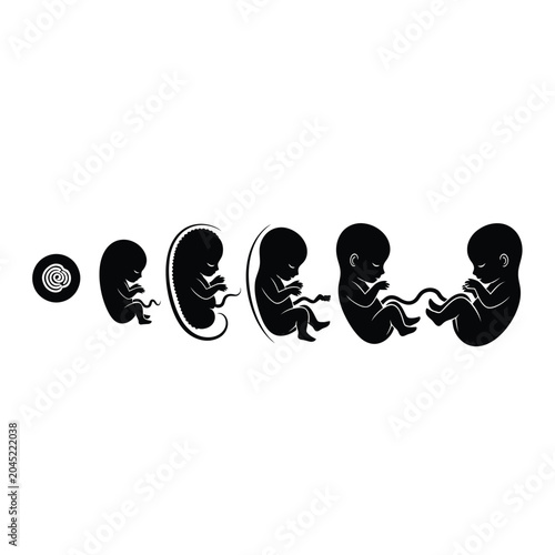 Foto Fetal Development Stages