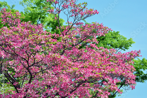 ハナミズキの花