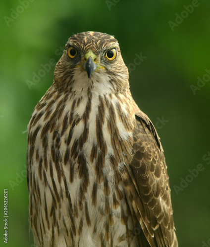 frontal closeup of a copper's hawk  with a green backdrop  in summer in broomfield, colorado