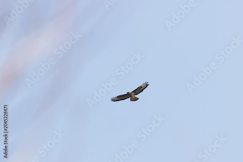Photography Buzzard Soaring in a Blue Sky