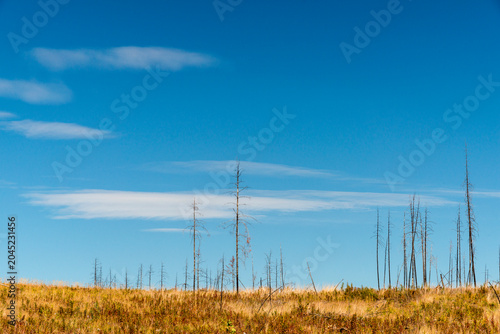 Canada, BC, Clinton.  The charred remains of pine forest a year after wildfire devastated the region four years prior.
