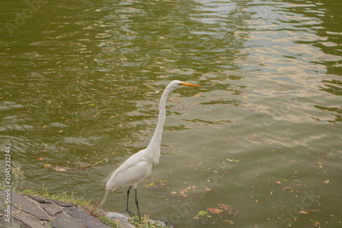 Elegant white egret standing beside calm green water in a natural outdoor environment
