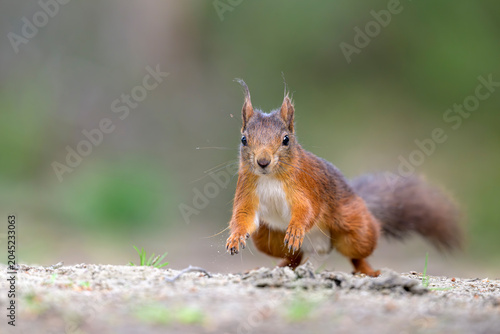 Eichhörnchen, Sciurus vulgaris, squirrel