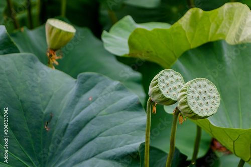 Foto the edible part of a lotus flower