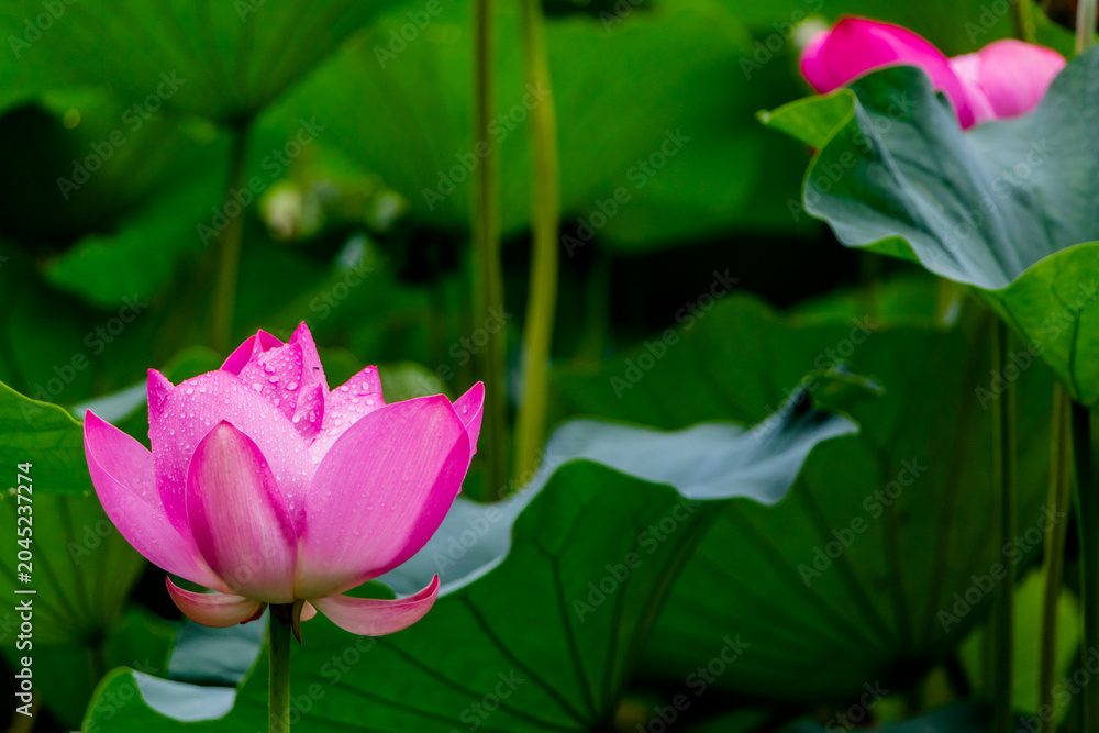 Obraz premium Pink lotus flower, Beautiful exotic flower Asia