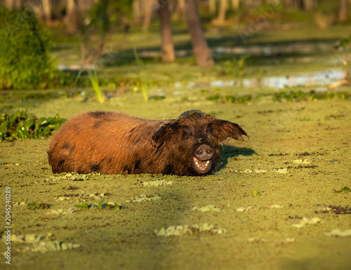 Fotografie Chancho en humedal, pastando