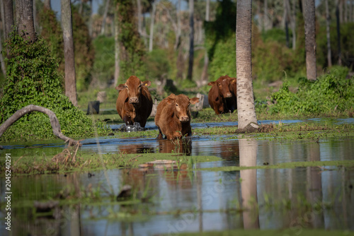 Tableau sur toile Vacas en palmar inundado.