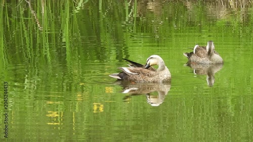 【4K】弘前公園のお堀を泳ぐ仲良きカルガモ：つがいで水面を進む愛らしい野生の鴨。青森の平穏な風景素材　[4K] Pair of Eastern Spot-Billed Ducks Swimming Happily in Hirosaki Park Moat, Aomori Japan 撮影日：20260521-1