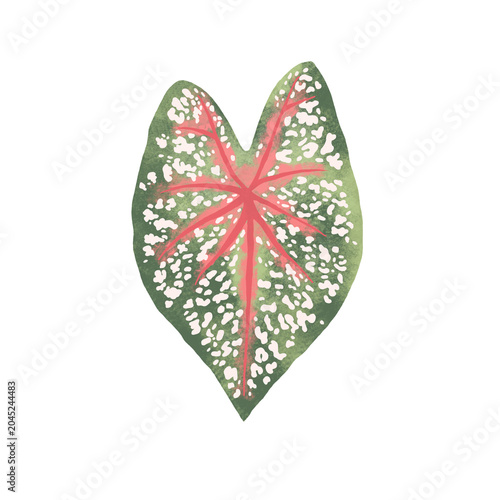 Cuadro en lienzo Caladium Red Star Leaf Illustration