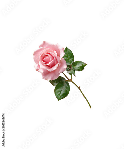 bouquet of pink roses