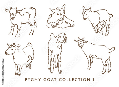 Canvastavla Pygmy Goat Outline Illustrations Set in Various Poses
