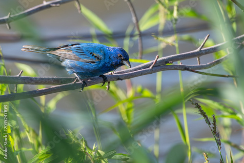 Male indigo bunting perched on a branch.