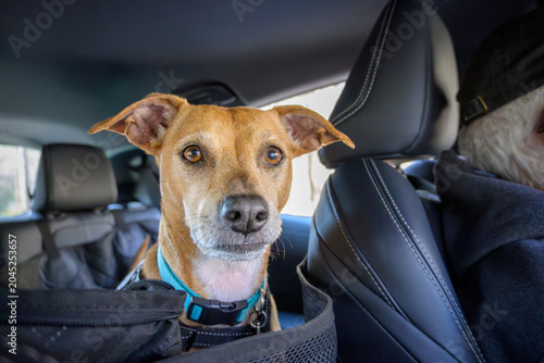 little brown dog in backseat of car