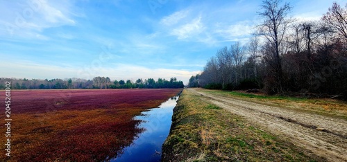 Canvastavla Serene cranberry bog harvest landscape beside a rustic dirt path beneath a vast